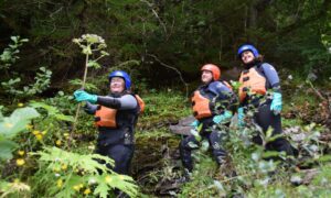 Elise Cox, project officer, and two volunteers took to the rapids earlier this month to tackle invasive giant hogweed. Image: Ace Adventures / Scottish Invasive Species Initiative