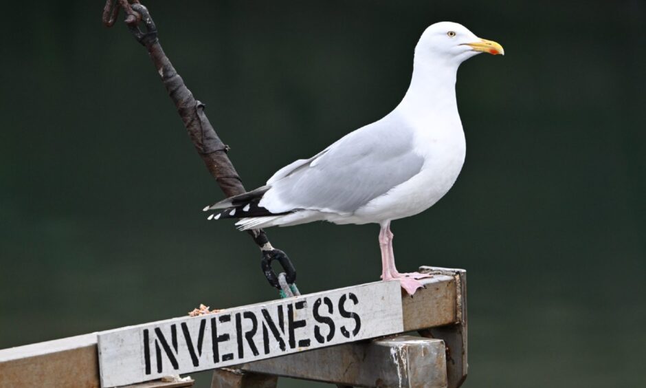 A picture of a gull perched on a sign for Inverness.