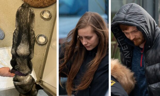 Kyro as he presented to the Scottish SPCA pictured alongside Deborah Duncan and Reece Gordon. Image: The Scottish SPCA/DC Thomson