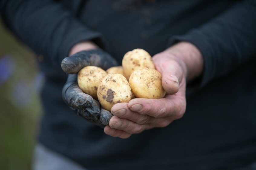 Hands holding potatoes