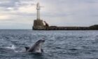 There's so many great options for things to do in Aberdeen - including dolphin spotting at Greyhope Bay. Image Kath Flannery/DC Thomson