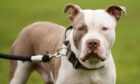 A picture of an XL bully dog. A breed of this dog has been put down after an alleged attack in Lairg.
