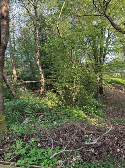 The woodlands behind the Peterculter garden extension.
