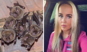 Dyce woman Anne-Marie Murchie has 1200 bats in her home .