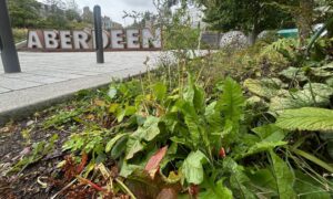 Union Terrace Gardens' weed problems were highlighted by councillors in a recent finance meeting. Image: Isaac Buchan/DC Thomson