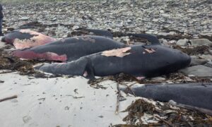 Orkney whales
