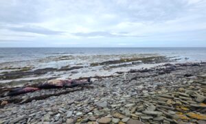 Orkney whale