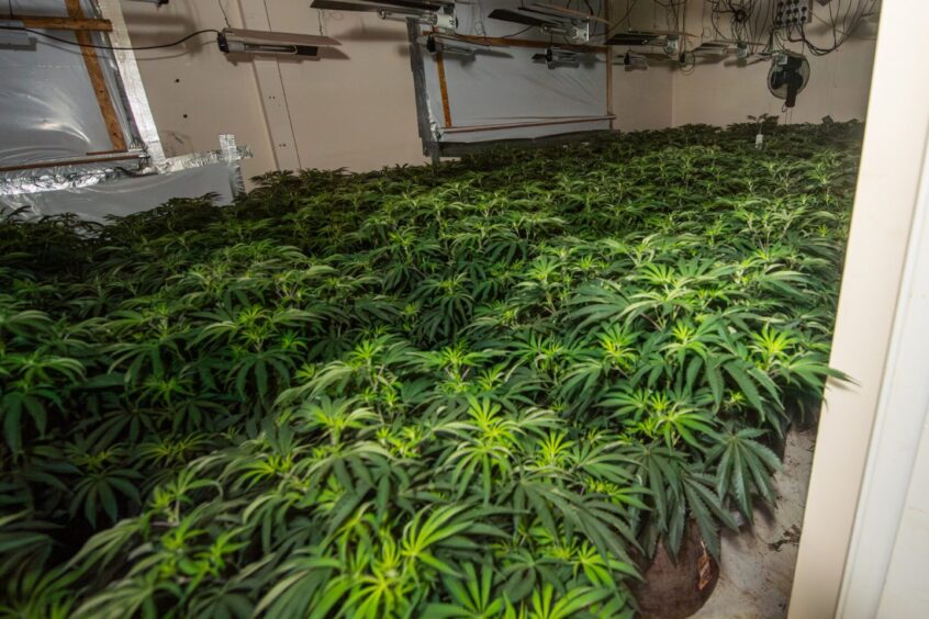 Pair jailed after £416,000 of cannabis found in disused warehouse