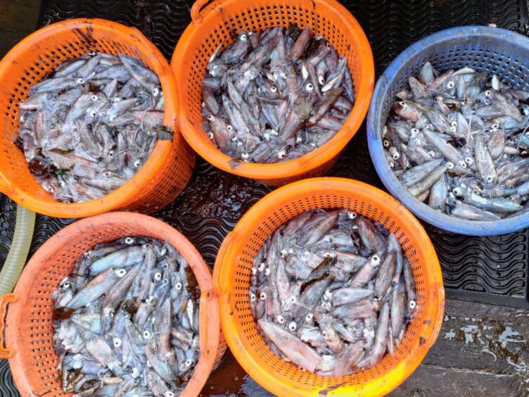 Baskets of Shetland squid