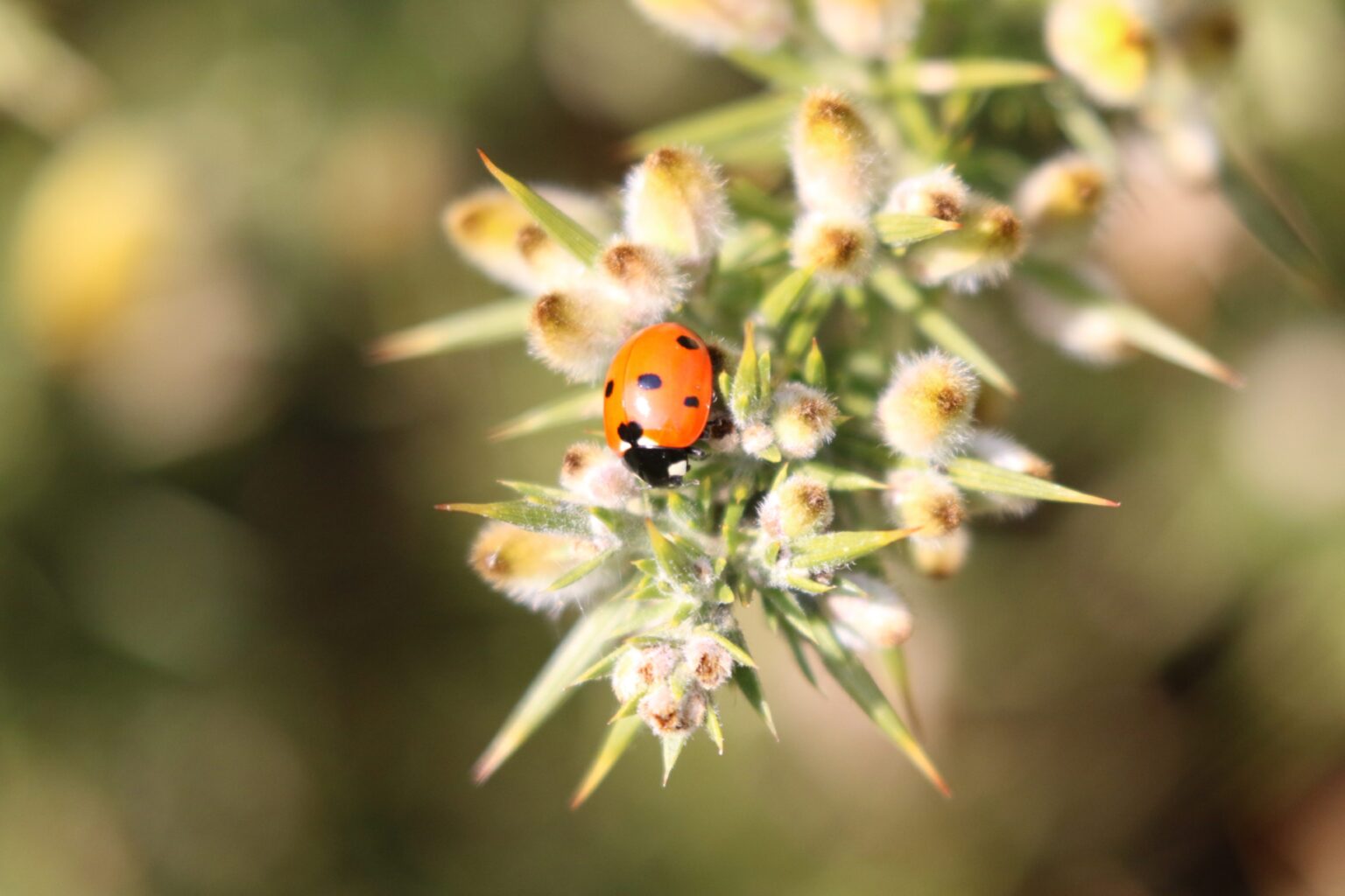 Seven-spot ladybird