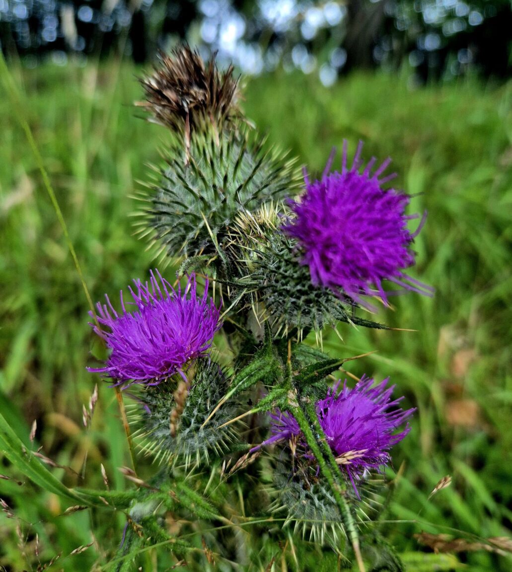 Thistles in Torry