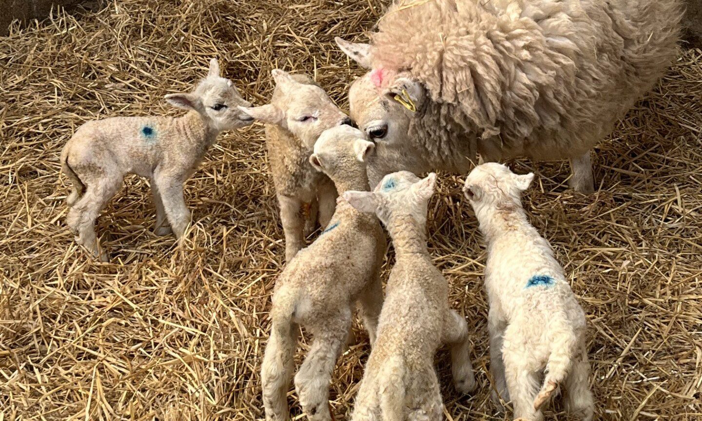 Quintuplet lambs arrive unassisted on Inverurie farm
