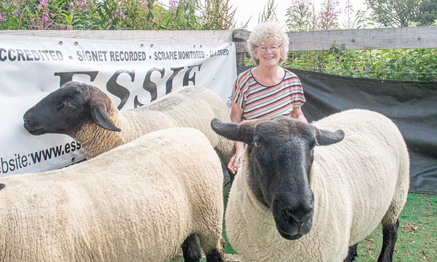 Norwegians flock to Strichen to see Irene’s Suffolk sheep