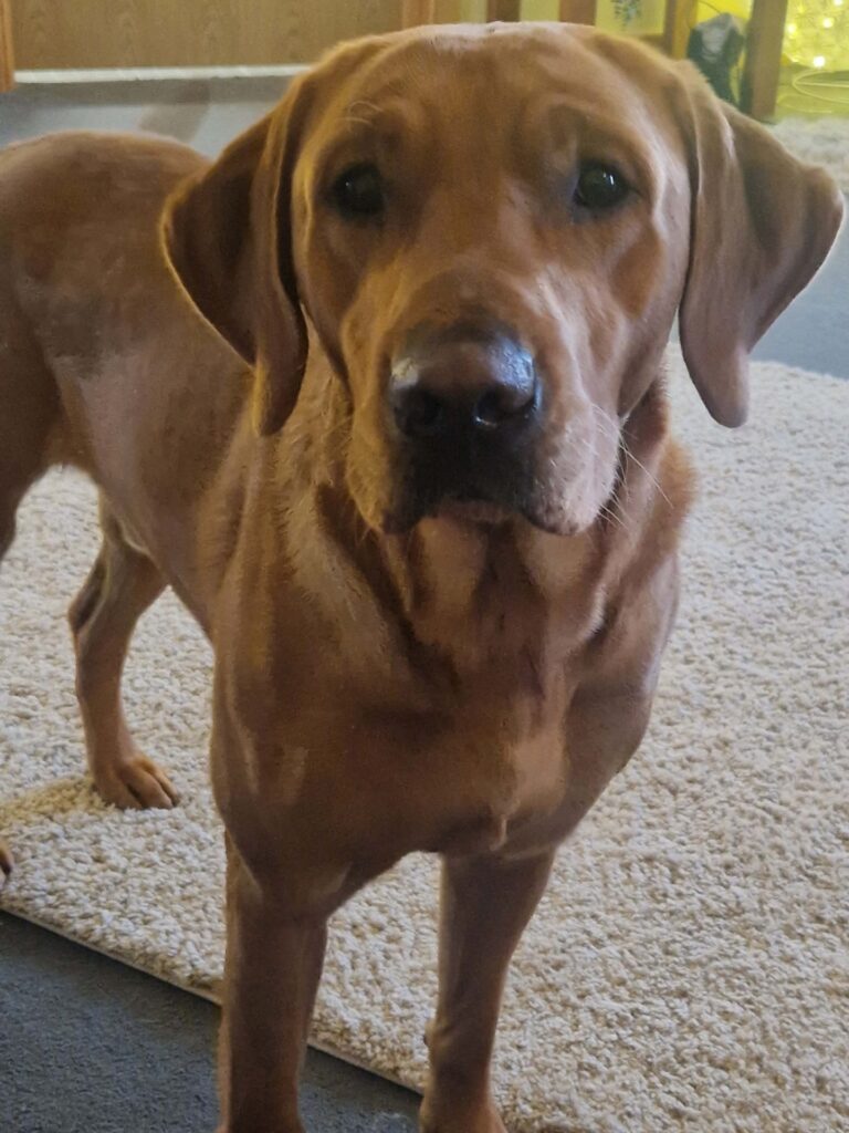 Lost Lab Dogs Missing labrador found safe after three days in Highland woodland
