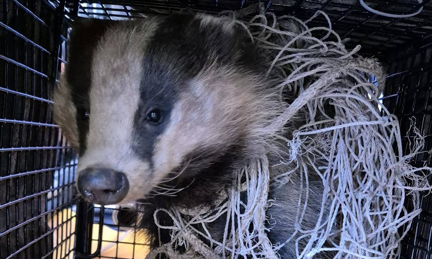 ‘Feisty’ badger trapped in football net at Aberdeenshire sports pitches