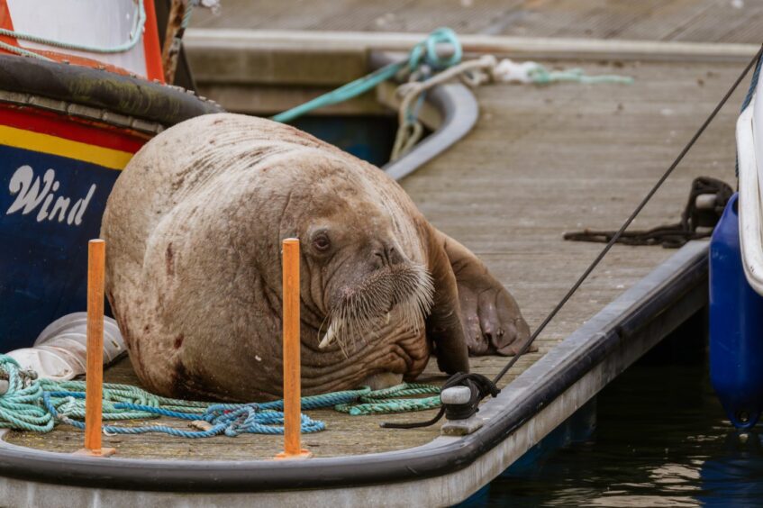 Walrus at Lossiemouth Marina.