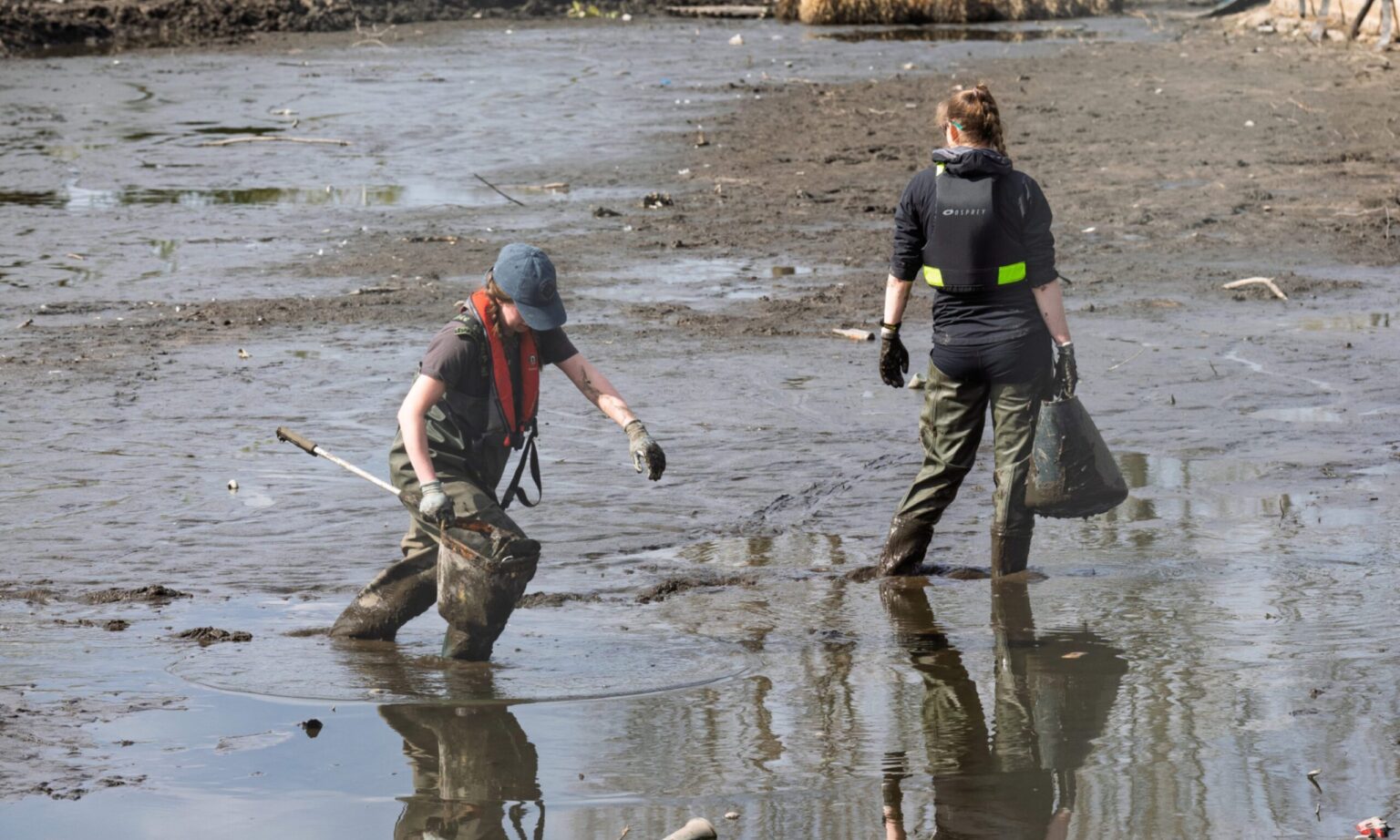 Eels take over Elgin’s Cooper Park pond – and halt drainage works