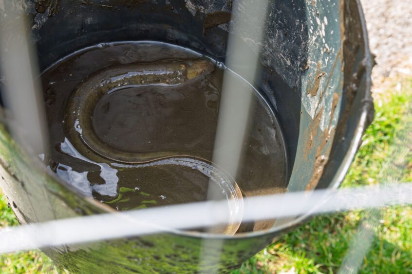An eel in a bucket of muddy water.