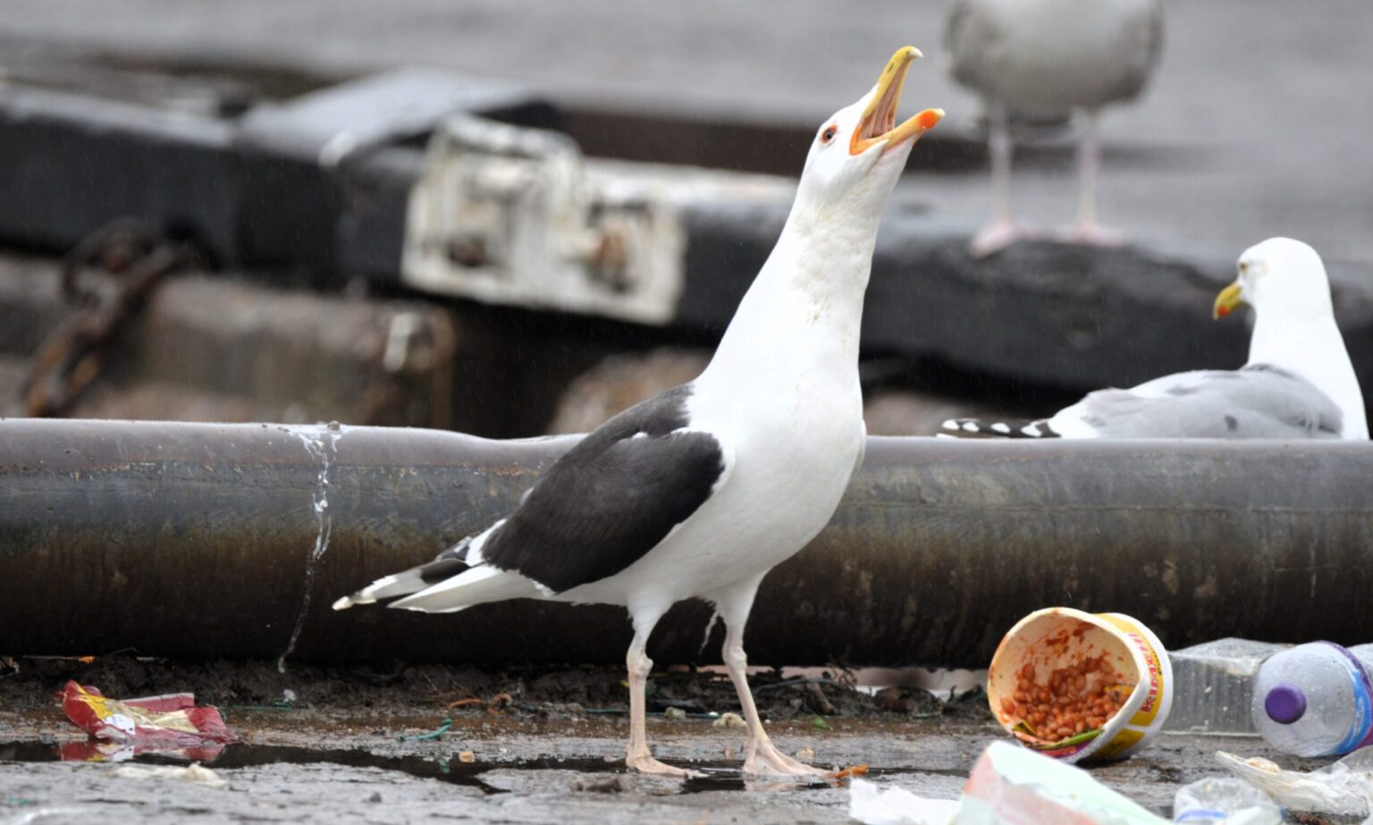 Vast costs of tackling seagull menace in Aberdeenshire revealed