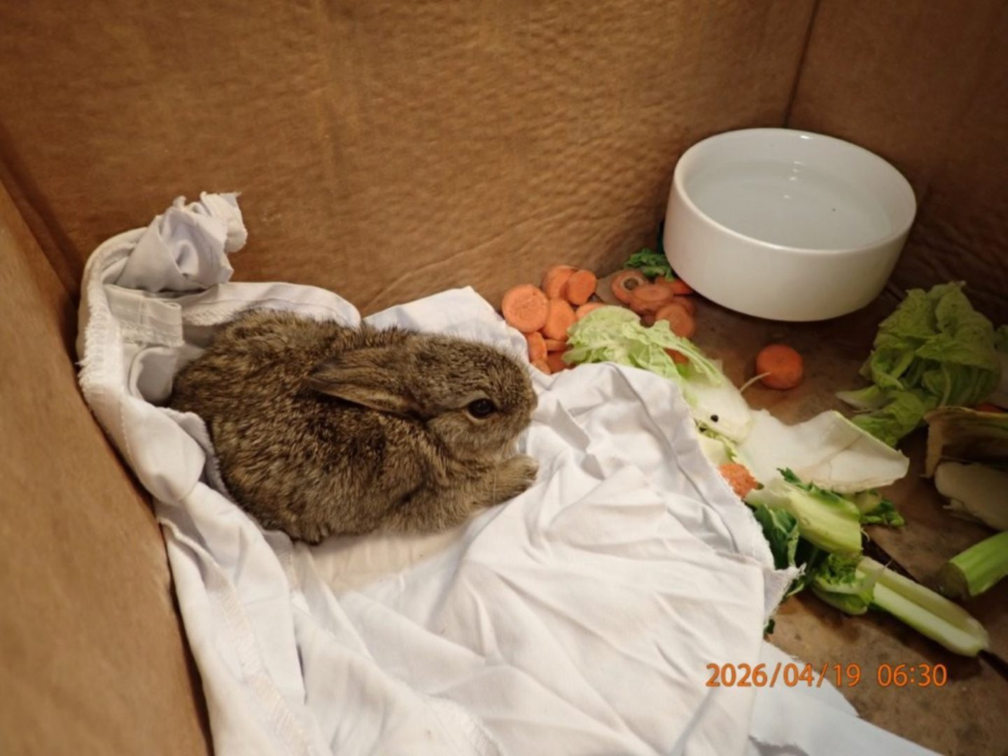 Wild Rabbit Rescue Three baby rabbits rescued from North Sea oil rig