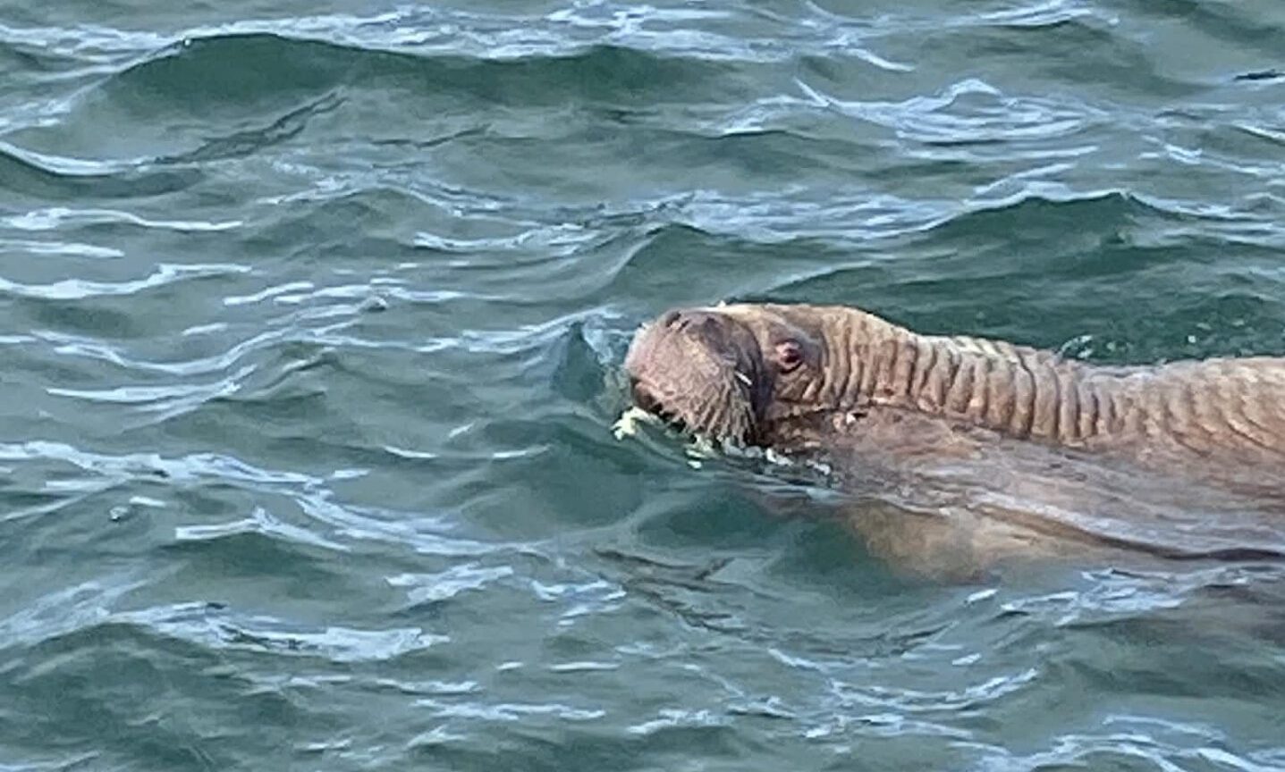 Next stop, Macduff!: Magnus the walrus continues north-east tour at Aberdeenshire harbour