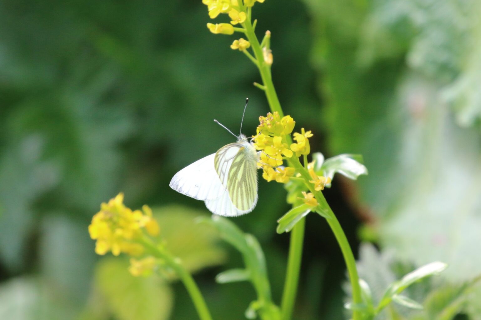 Green-veined White