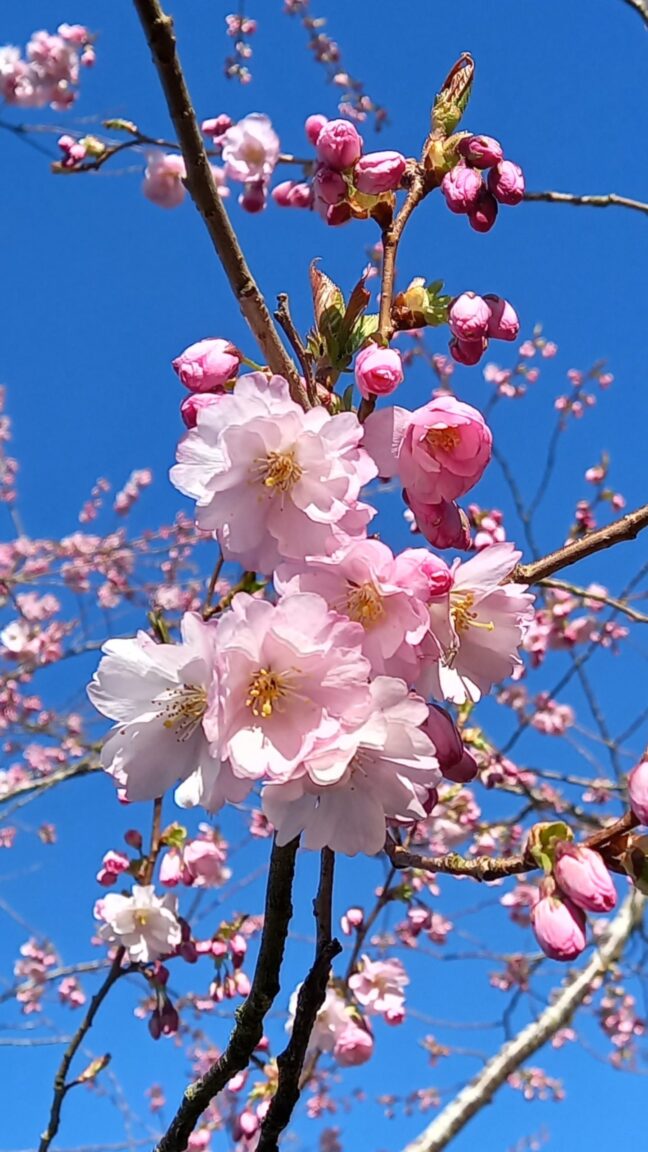 Readers’ Gallery: Spring Wildlife, Cherry Blossom and Landscapes