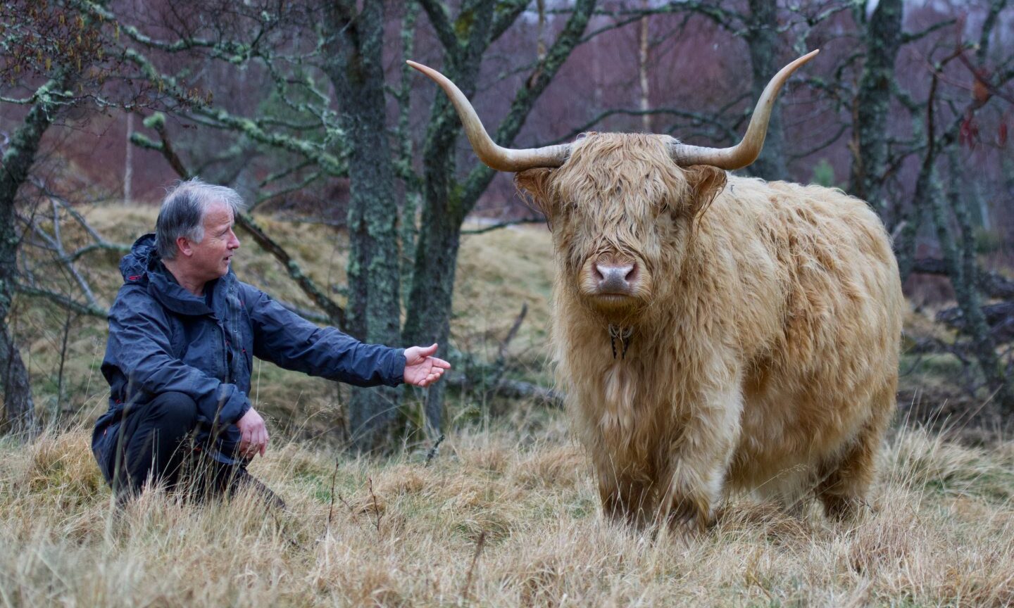 Cairngorms farmer says his old ‘wild’ cows can go on for another 10 years, ‘so long as their teeth hold up’