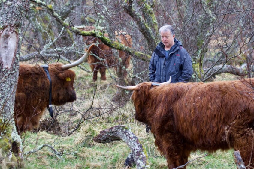 Highland cows at Ballintean