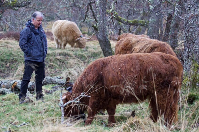 Pete with some of his Highland cattle at Ballintean