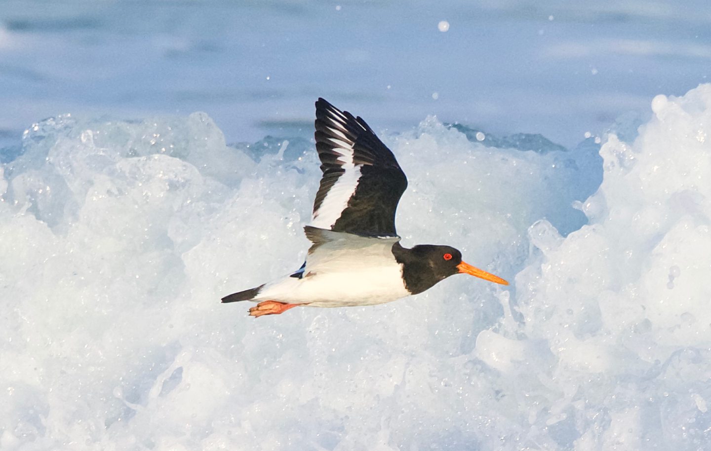 Hebridean oystercatcher