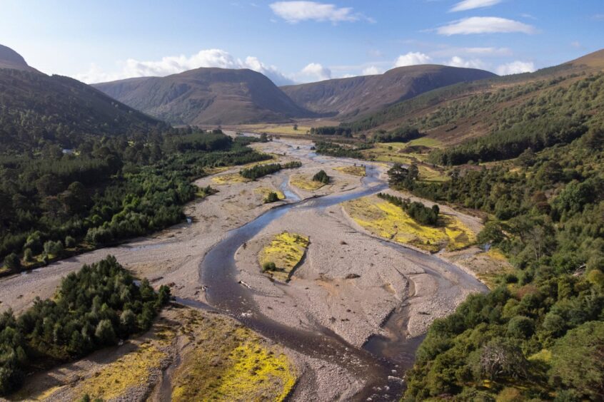 Regenerating pine woodland along the River Feshie
