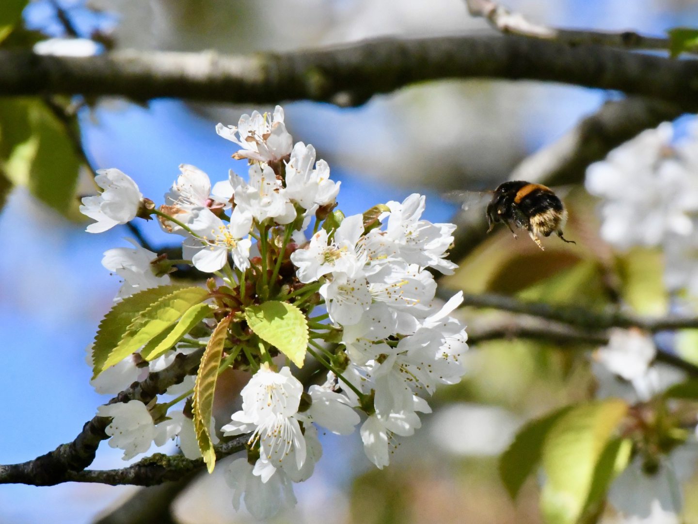 Buff-tailed bumblebee