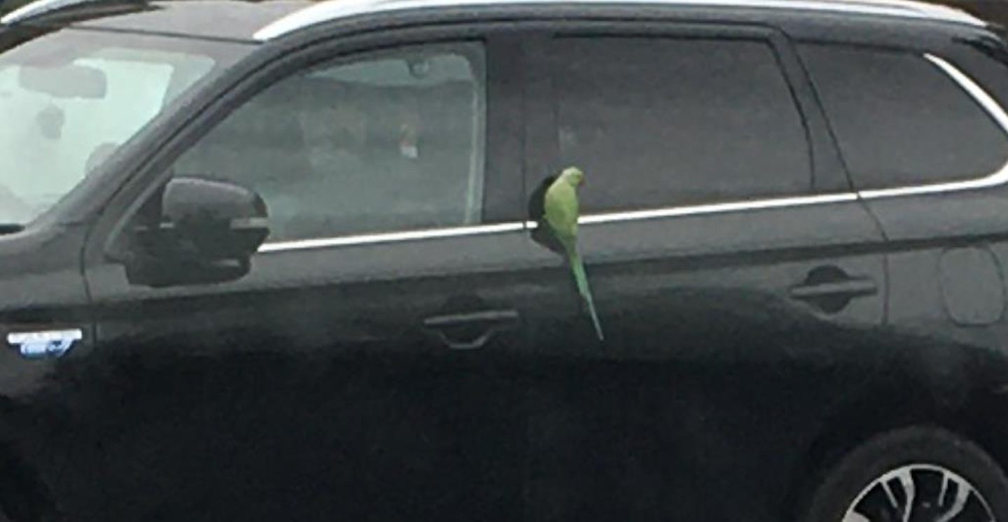 ‘Biggest vandal in the area’: Inverness neighbours say loose parrot has cost them hundreds of pounds in car repairs