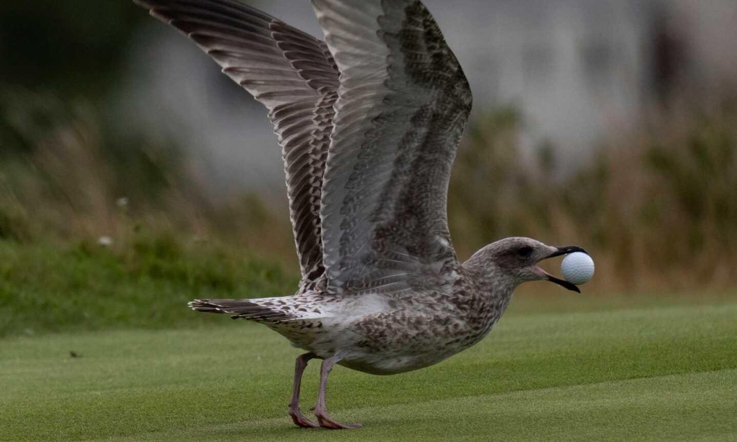 Seagull flies off with ball during prestigious golf final at Royal Dornoch