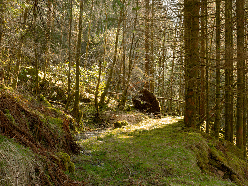 Ardkinglas Forest