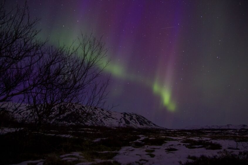 The northern lights light up the sky behind a tree and snowy landscape