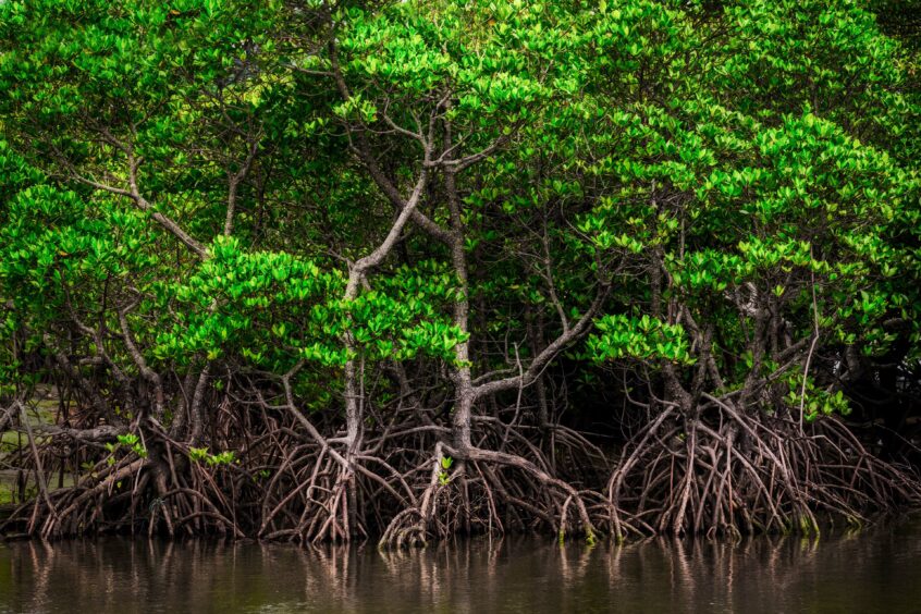 Bright green mangrove trees with trunks reflected in the water