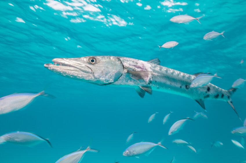 A barracuda swims in bright blue water