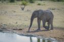 An elephant approaches a pond in a dry landscape
