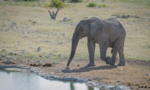 An elephant approaches a pond in a dry landscape