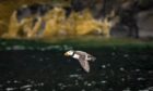ScotWind rspb