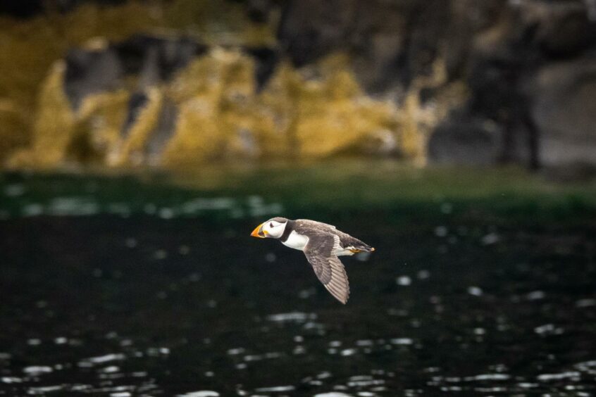 ScotWind rspb