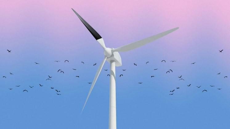 The study aims to investigate whether black wind turbine blades will reduce bird collisions.