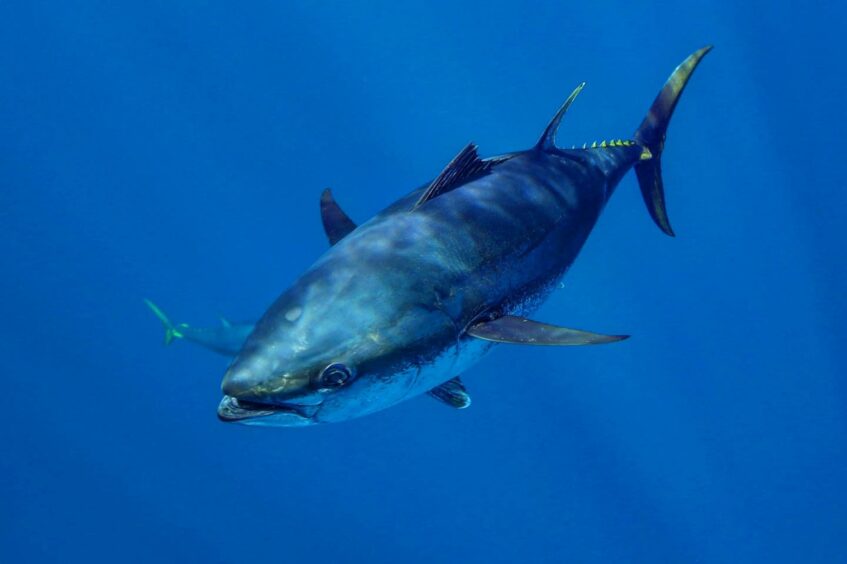 Harbour Energy is developing the Tuna Block offshore Indonesia.