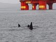orcas Stena Don