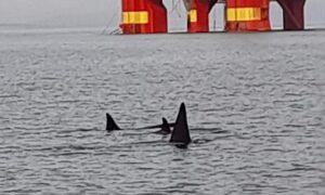 orcas Stena Don