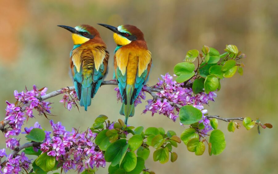 Rainbow-hued Bee-eater birds like these were recently spotted on the Norfolk Coast.