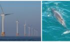 whales wind farm