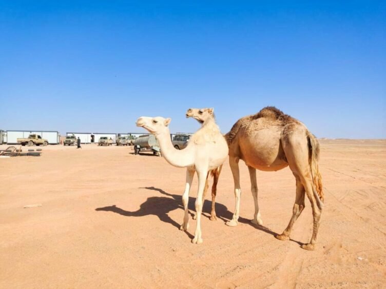 Two camels stand in front of a camp in the desert 